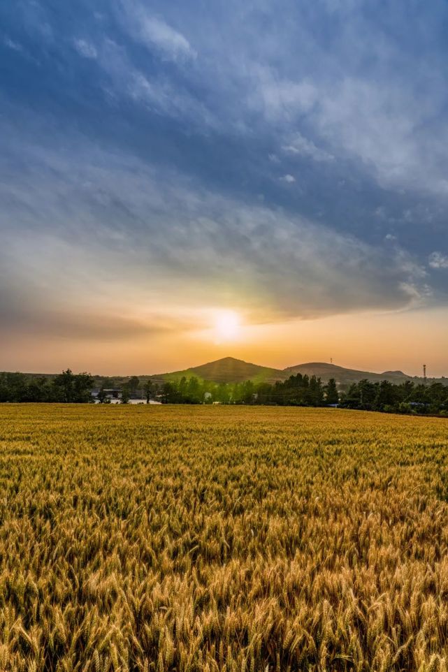 麦田风景图片真实高清图片