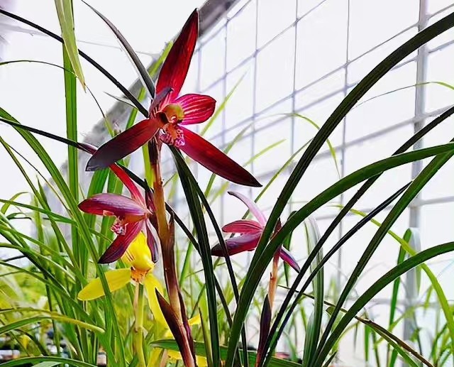 贵州一亿2000万的兰花(贵州一亿2000万的兰花图片下载)