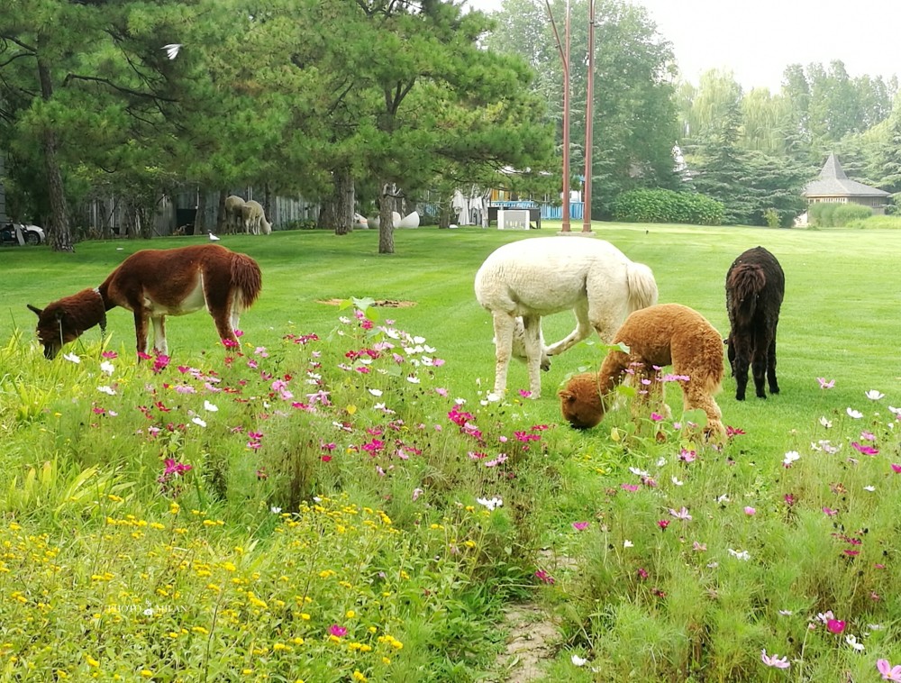 云游美食 这四家风格迥异的西餐 浪漫约会好地方 腾讯新闻