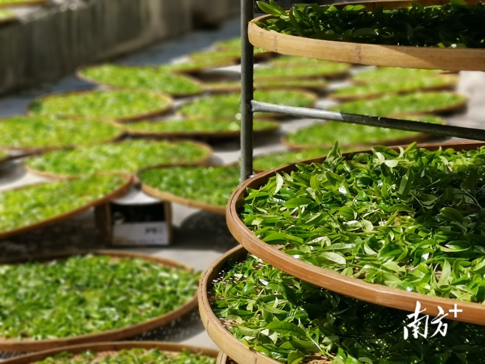 出口茶叶同比增长134潮州海关保障凤凰单丛茶香飘四海