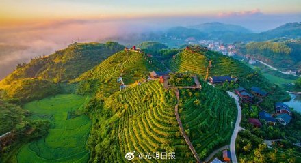 福建大田美人茶迎来开茶季