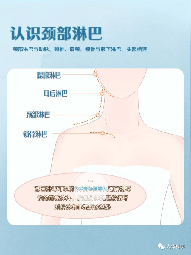 認識頸部淋巴:頸部淋巴與動脈,頸椎,肩頸,鎖骨與腋下淋巴,頭部相連.