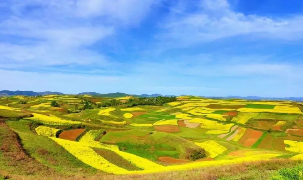 五月定西漳縣油菜花海流金溢彩