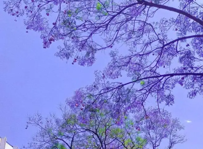 昆明春城花开万里 4 5月蓝花楹盛开季 拍照打卡都在这里 腾讯新闻