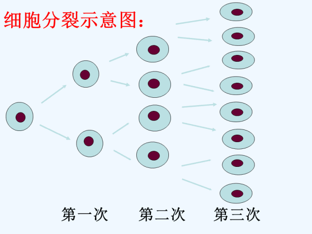 细胞分裂示意图海弗里克说,哺乳动物细胞在分裂过程中不断地更新,但其