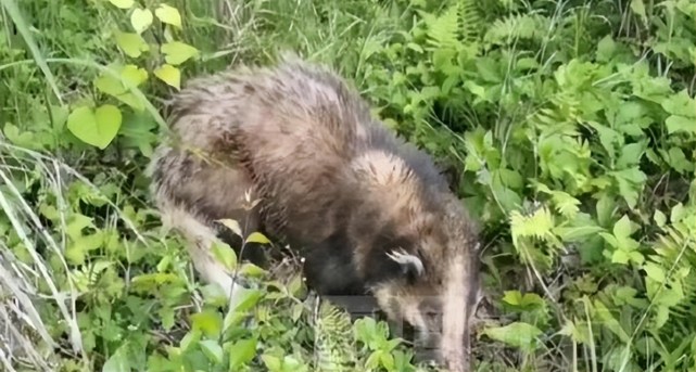 湖北猪獾下山觅食吓坏村民,作为平头哥远亲,它为何长着猪鼻?