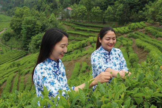 与白云边连接,谷底的茶带是横排的,一排排茶带,一直融进两边的绿色里