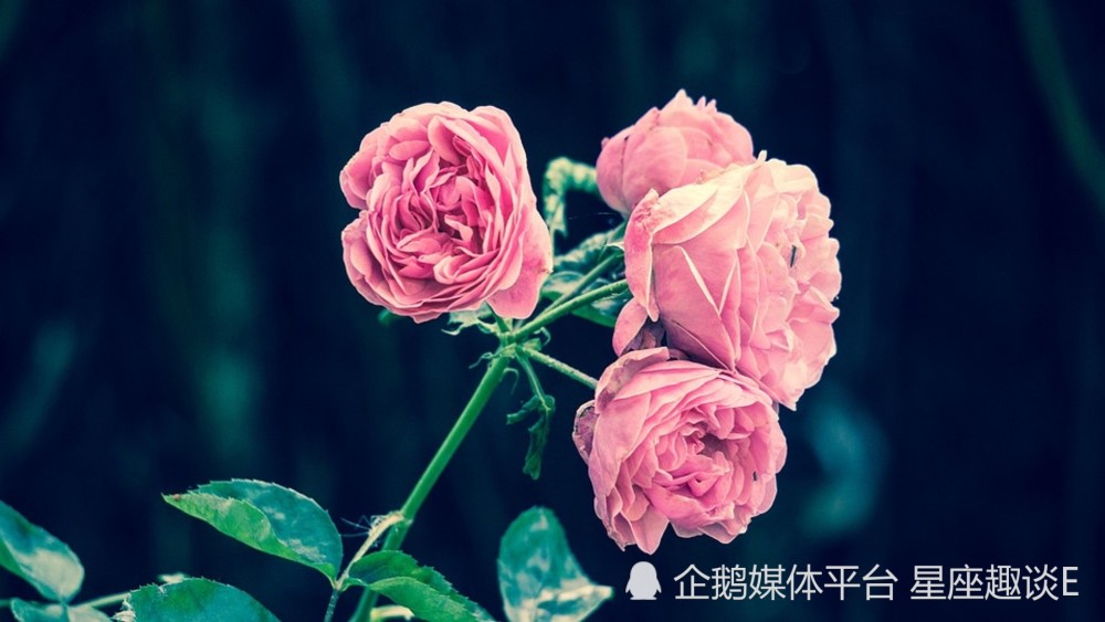 5月26日星座运势 胸有成竹 扬长避短的四大星座 腾讯新闻