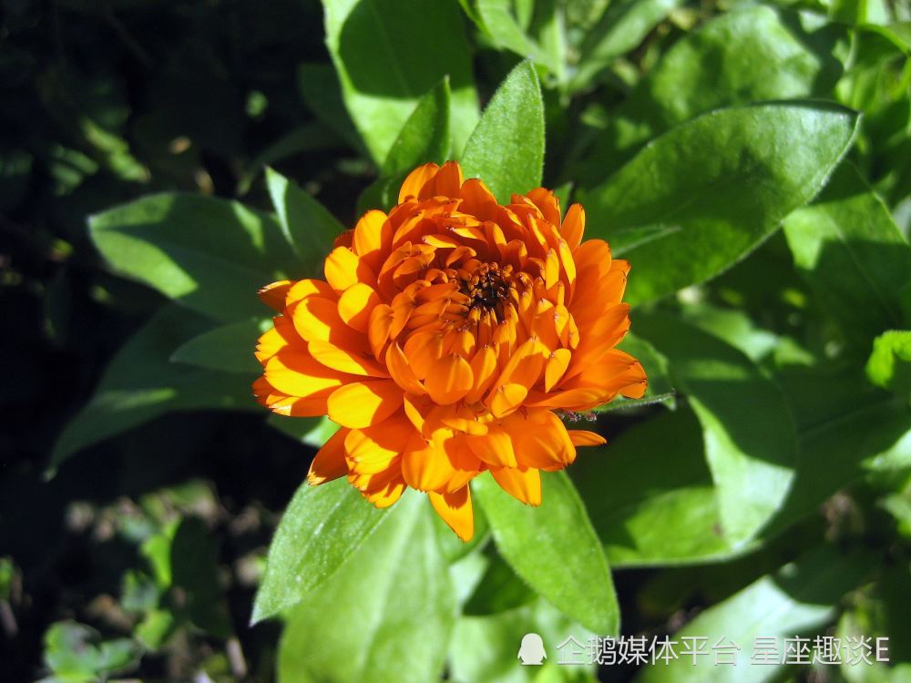 5月26日 6月1日星座运势 通情达理 再创佳绩的四大星座 腾讯新闻