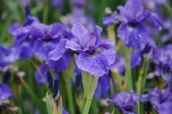 的鳶尾花》日本工藝家,畫家尾形光琳的《燕子花圖屏風》又名《鳶尾