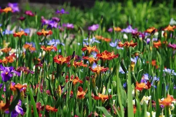 日本工藝家,畫家尾形光琳的《燕子花圖屏風》又名《鳶尾花園》美麗