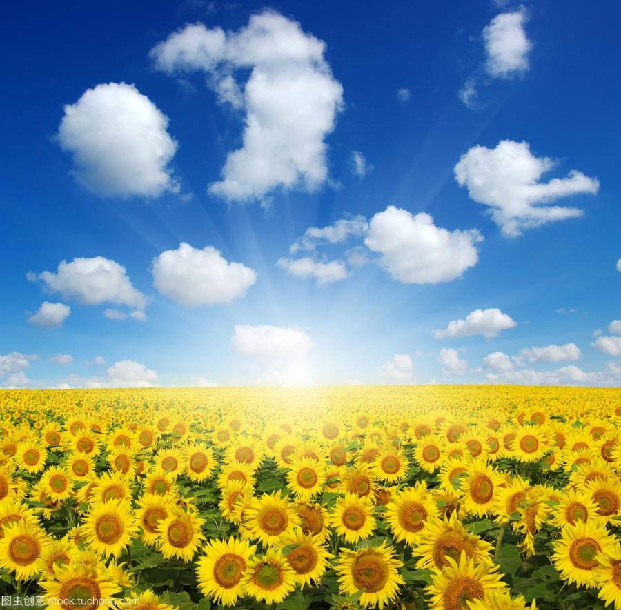 青未了 生如夏花 持久芬芳 腾讯新闻