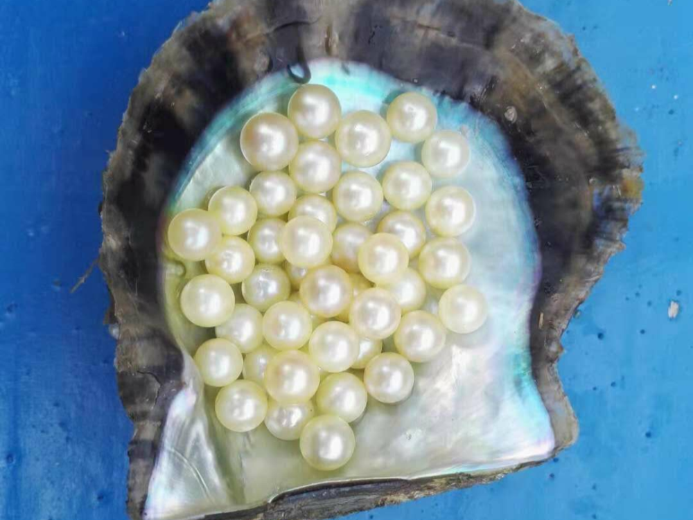 合浦传世三宝之海出瑰宝南珠