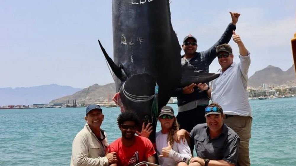 621.4公斤的蓝枪鱼，南非渔民钓到后拖回到岸边