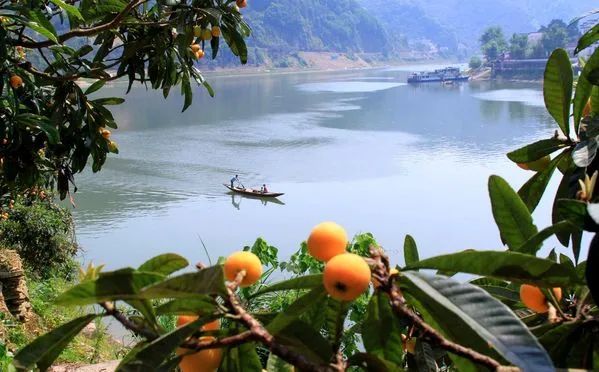 三潭枇杷琼浆玉露满口香