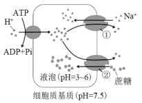 載體蛋白均能同時運輸兩種物質,這與其空間結構有關d.