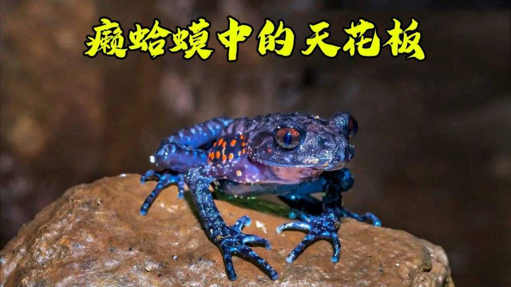 湖南要火了!张家界发现罕见两栖动物红点齿蟾,中国特有,很神奇_腾讯新
