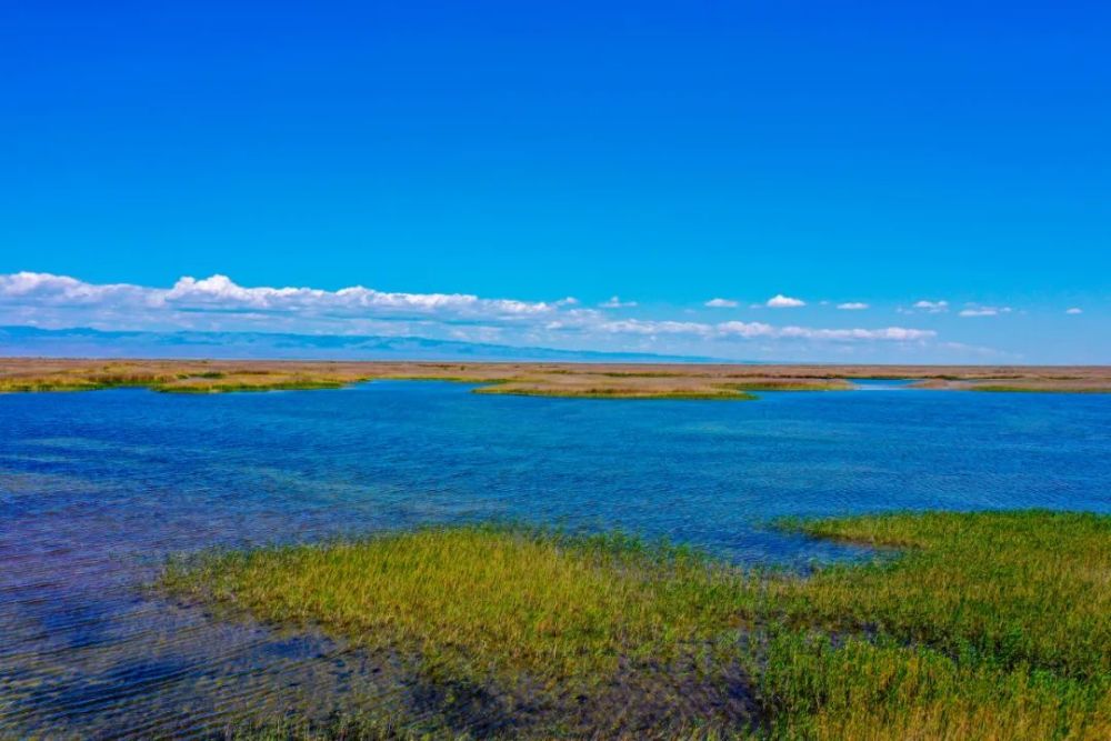 碧波荡漾生态优美艾比湖成为野生动物乐园
