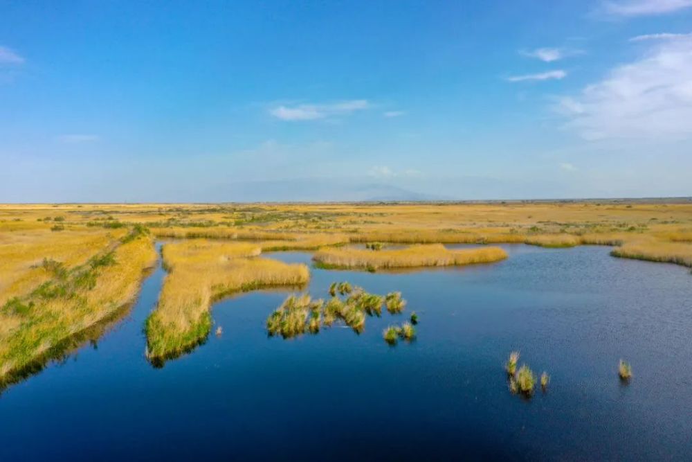 碧波荡漾生态优美艾比湖成为野生动物乐园