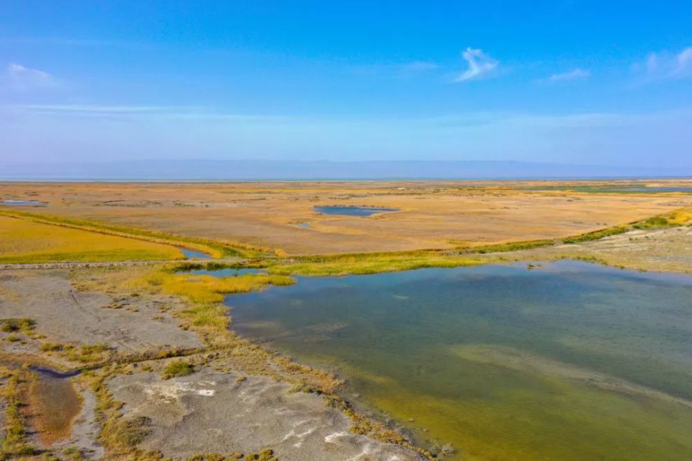 碧波荡漾生态优美艾比湖成为野生动物乐园