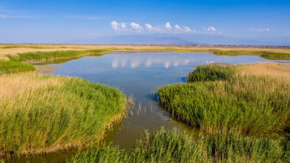 碧波荡漾生态优美艾比湖成为野生动物乐园