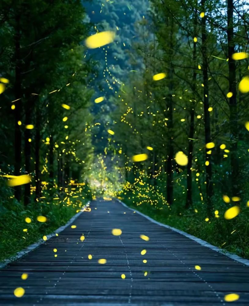 约起来!嵊州迎来首个萤火虫森林秘境,萤火虫放飞,北极光影秀!