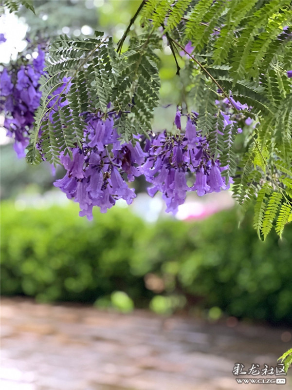 昆明最大最美的蓝花楹树藏不住啦就在这儿
