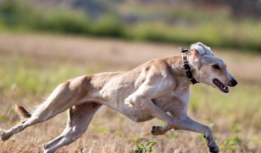汗王犬三番五次救努尔哈赤辽东总兵李成梁说他的猎狗厉害