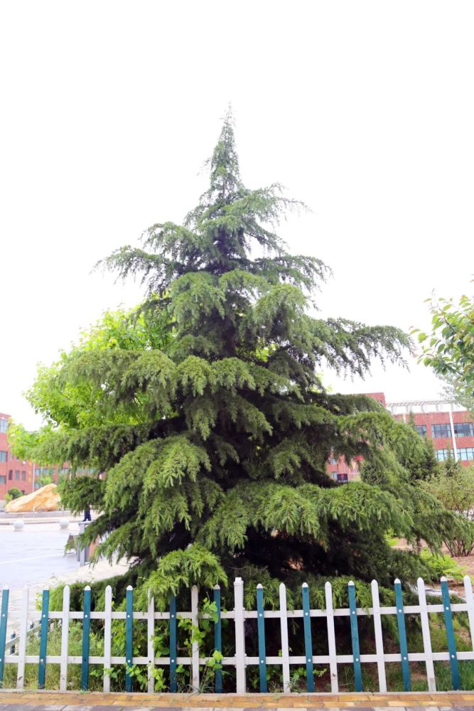 雪松树(雪松树形) - 123植物网