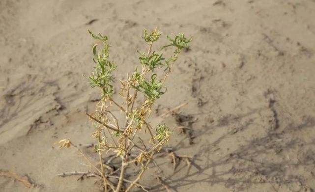 600亩四翅滨藜扎根三十四团