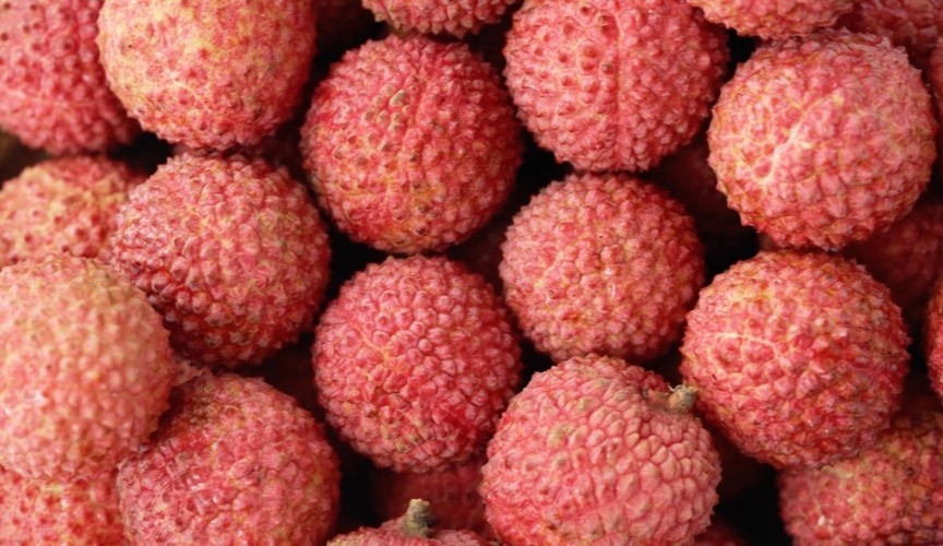 岭南四大佳果之"黄田荔枝"_腾讯新闻