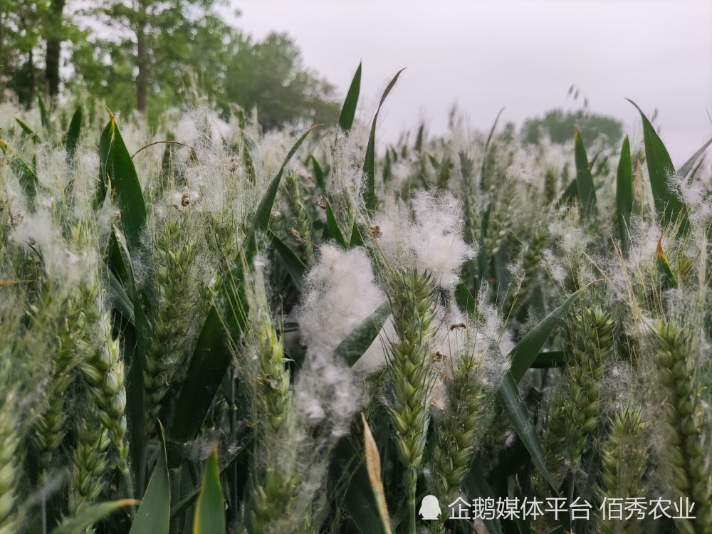 杨絮已成公害，安徽网友呼吁全面禁栽杨树，林业部门给予回应_腾讯新闻