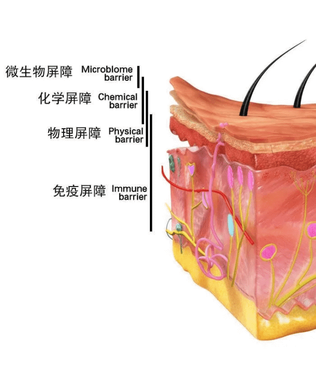 妆点潮流|皮肤屏障受损用神经酰胺可以吗?