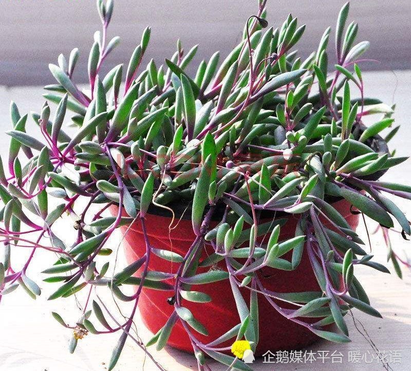 常见会开花的多肉植物分享 三 腾讯新闻