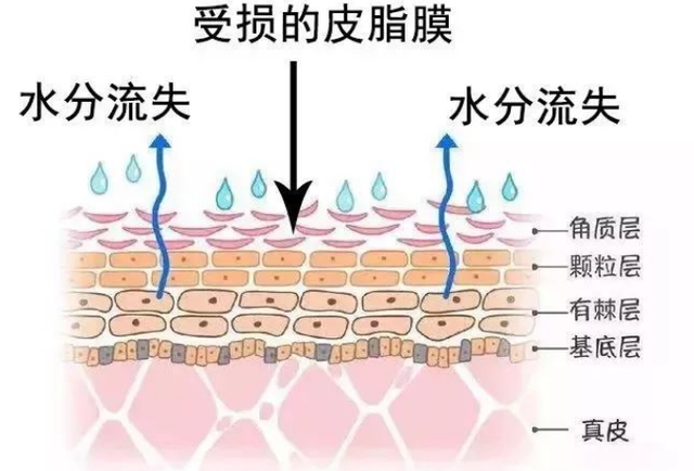 雖然它很薄,但是它有非常重要的保溼作用,那這層皮脂膜主要起到的是一