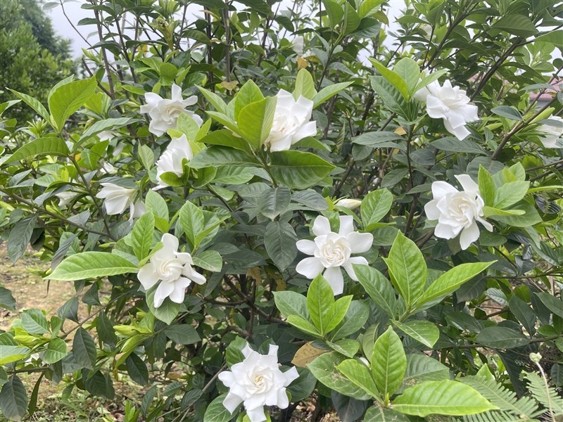 花开乐山栀子花开清香自来