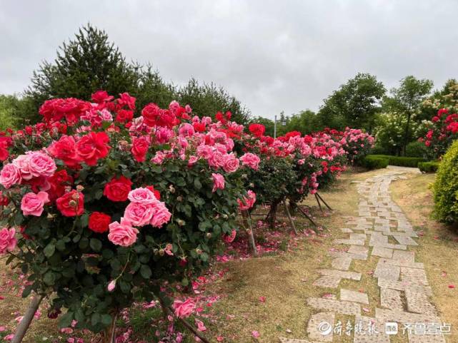 花节期间,莱州市都会邀请海内外来宾实地考察,投资兴业,各地游客也