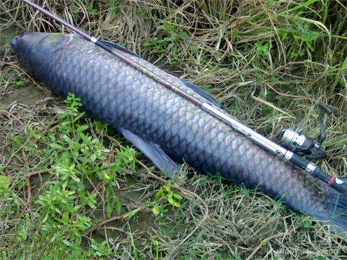 100斤的青鱼要生长多少年?