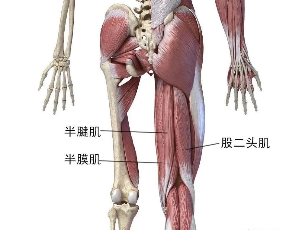 它是由半膜肌,半腱肌和股二头肌所组成的,这一组肌肉的主要作用和大腿
