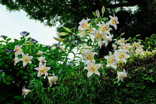 兰州百合:全国唯一食用甜百合,兰州手信新选择!