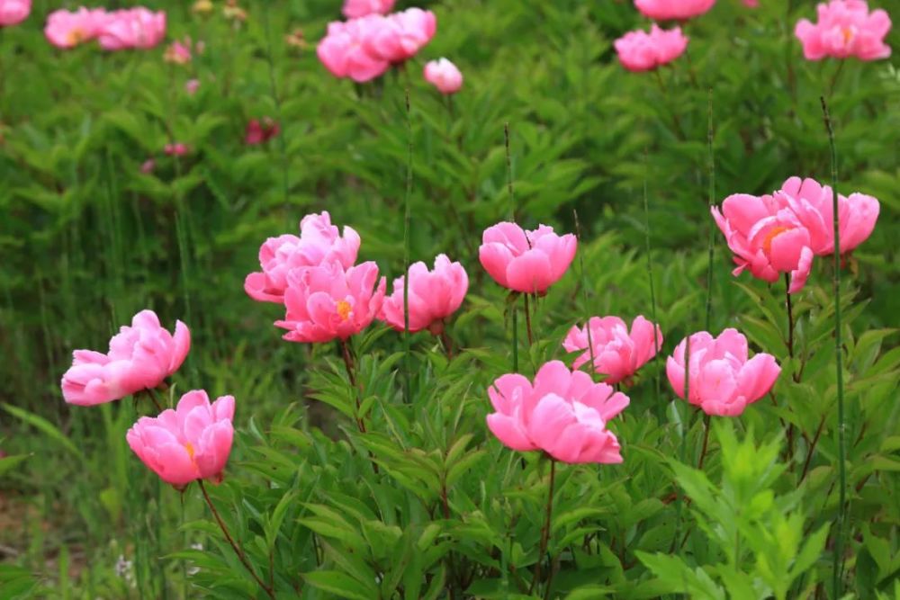 陇南毛鲜花简历图片