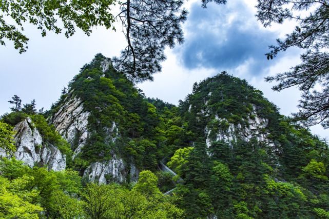 河南堯山:海拔1700米的秀雅杜鵑盛開