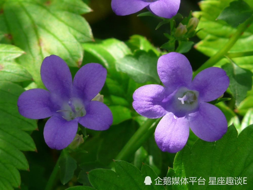 5月27日 6月2日爱情运势 红娘搭线 深情守护的四大星座 腾讯新闻