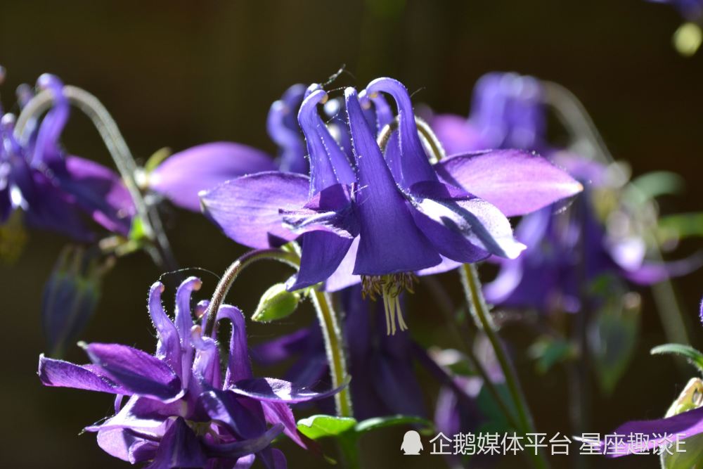 5月27日 6月2日星座运势 突破常规 迎难而上的四大星座 腾讯新闻