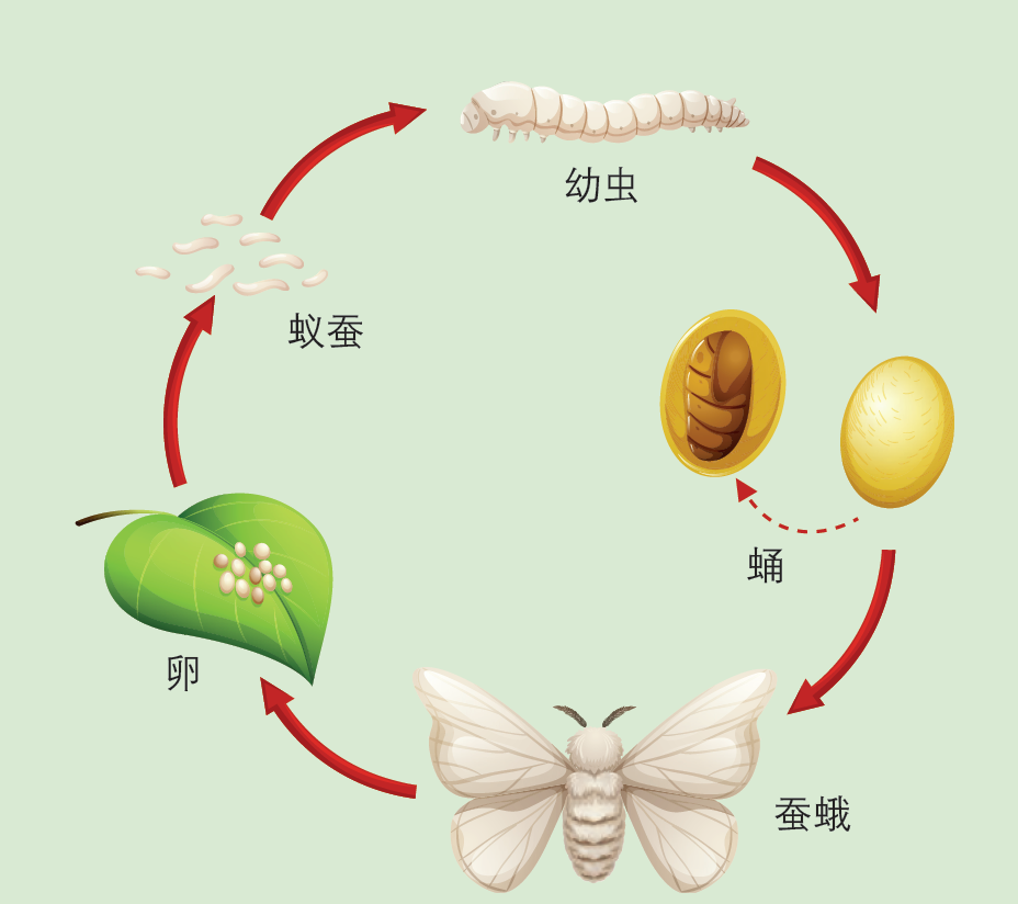 蛾子的生长过程图片