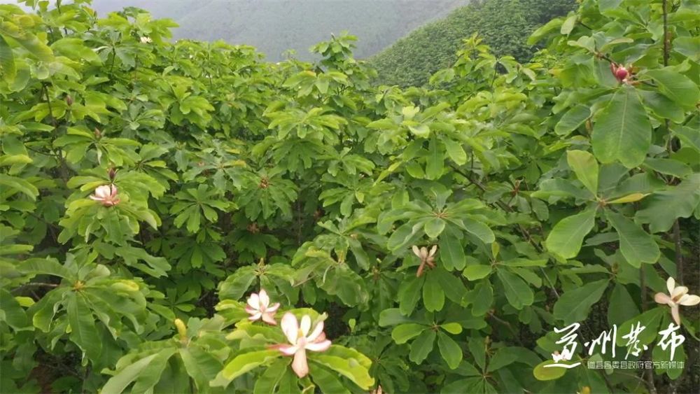 厚朴花的花语图片