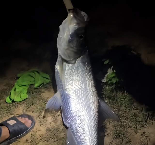 安徽一男子用路亚夜钓,罕见钓获"米级"翘嘴,网友:新手大礼包