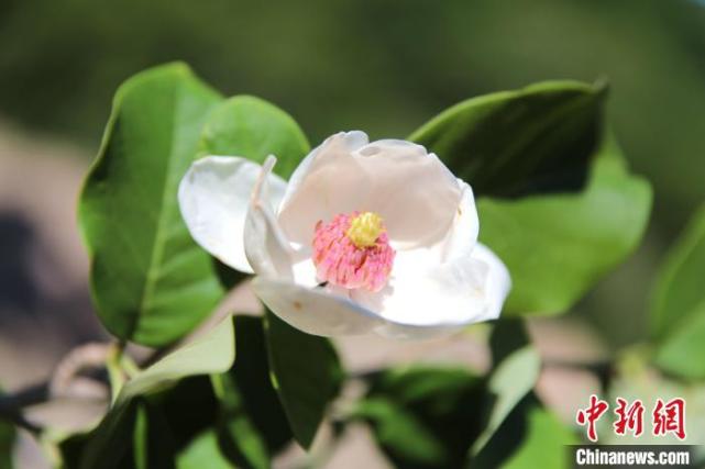 河北宽城：“植物活化石”天女木兰竞相绽放_腾讯新闻