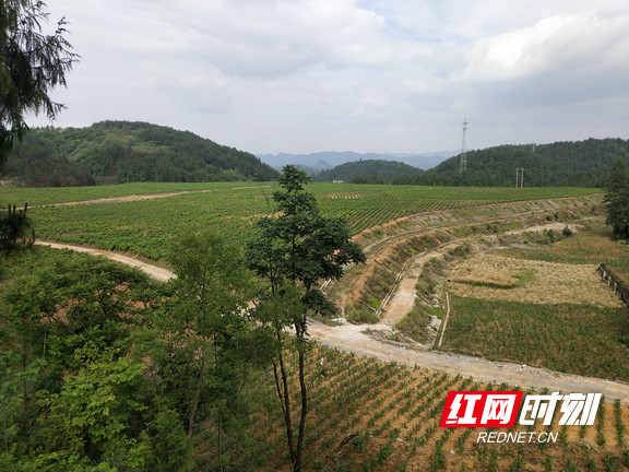 花垣县龙潭镇:首批小蚕成功繁育 蚕桑全产业链初显成效|龙潭镇|花垣县