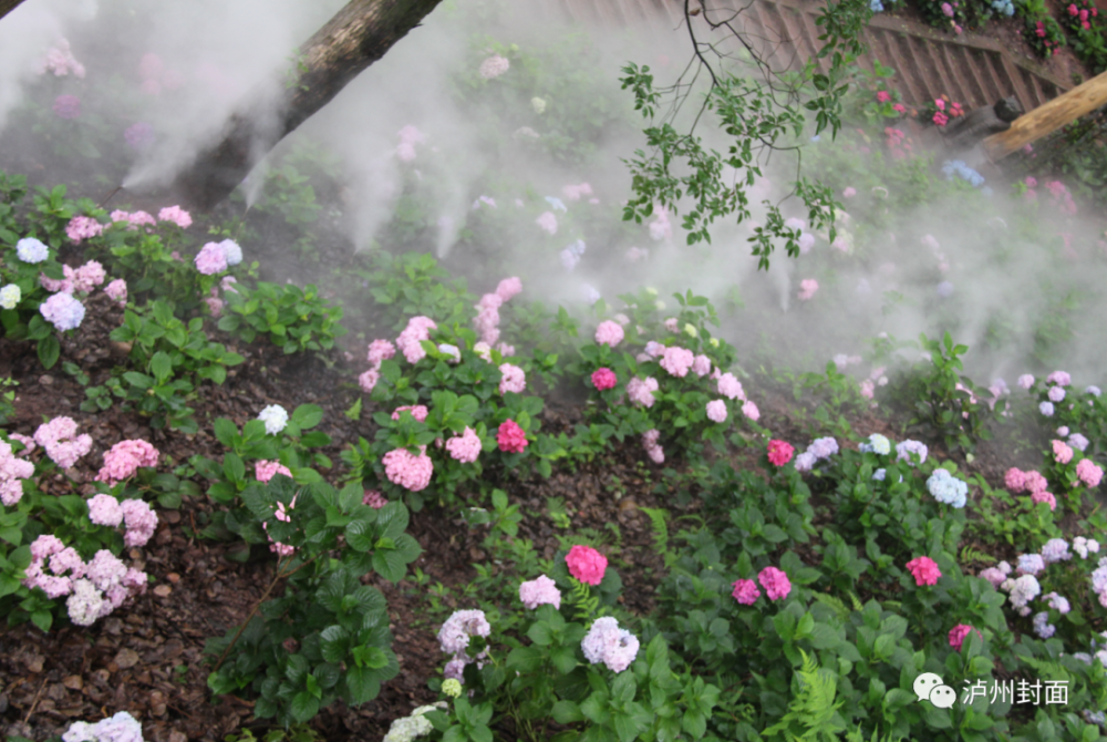 而泸州这处花园秘境就是——金龙寺.